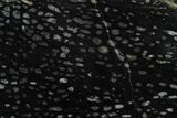 Polished, Black Petrified Palm Root Slab - Indonesia #151960-1